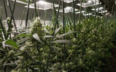 MJBiz faktų knyga: Marihuanos pramonė 2024 m. JAV ekonomiką papildys 112,4 mlrd.